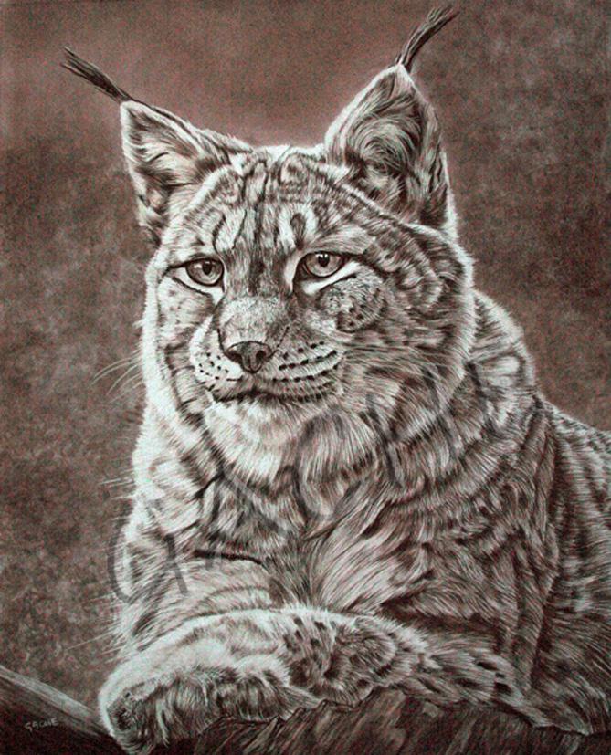 Lynx siberie 1